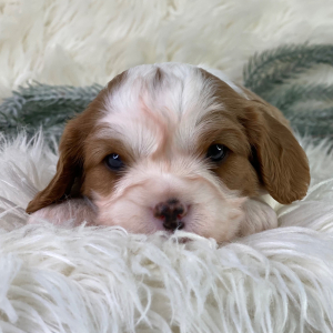 Cavalier King Charles Spaniel Puppy Pedro