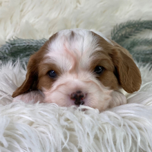 Cavalier King Charles Spaniel Puppy Pedro