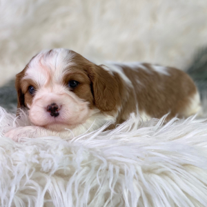 Cavalier King Charles Spaniel Puppy Pedro