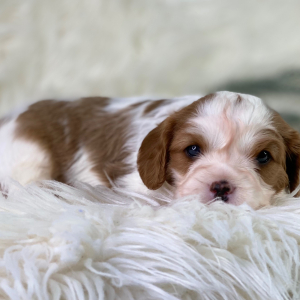 Cavalier King Charles Spaniel Puppy Pedro