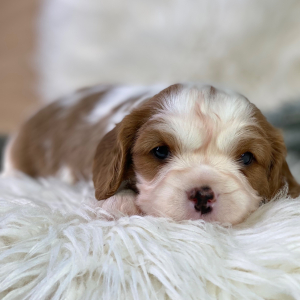 Cavalier King Charles Spaniel Puppy Pedro