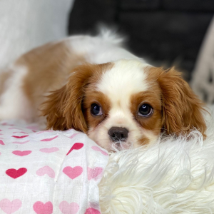 Cavalier King Charles Spaniel Puppy Tamila