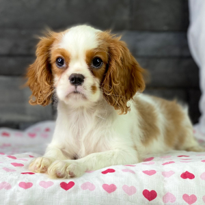 Cavalier King Charles Spaniel Puppy Tamila