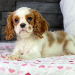 Cavalier King Charles Spaniel Puppy Tamila