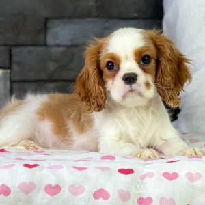 Cavalier King Charles Spaniel Puppy Tamila