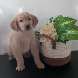 Golden Retriever Puppy Lila