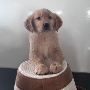 Golden Retriever Puppy Lila