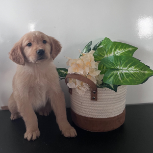 Golden Retriever Puppy Lila