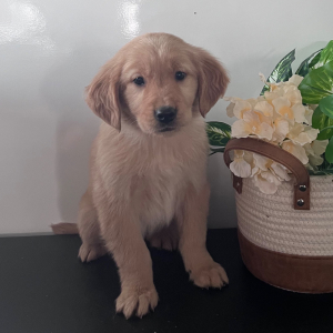 Golden Retriever Puppy Lila