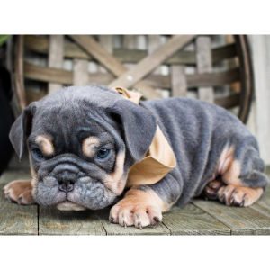 Bulldog Puppy Pip
