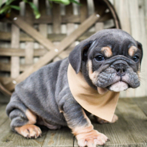 Bulldog Puppy Pip