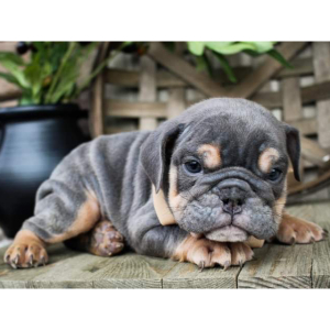 Bulldog Puppy Pip