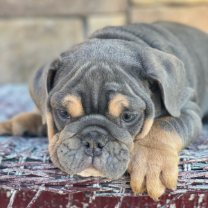 Bulldog Puppy Pip