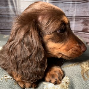 Dachshund Puppy Magnolia