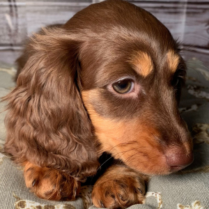 Dachshund Puppy Magnolia
