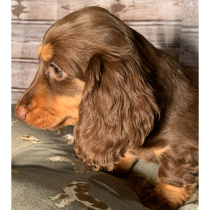 Dachshund Puppy Magnolia