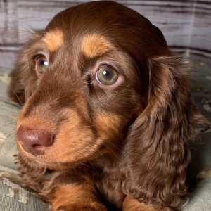 Dachshund Puppy Magnolia