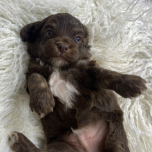 Cockapoo Puppy Hugo