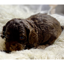 Cockapoo Puppy Hugo