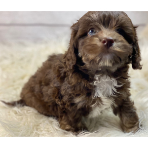 Cockapoo Puppy Hugo