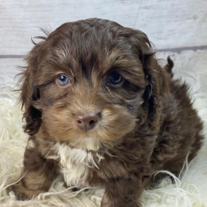 Cockapoo Puppy Hugo