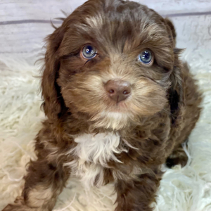 Cockapoo Puppy Hugo