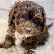 Cockapoo Puppy Hugo