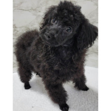 Poodle Puppy Bud