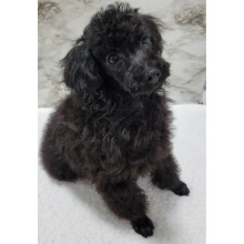 Poodle Puppy Bud