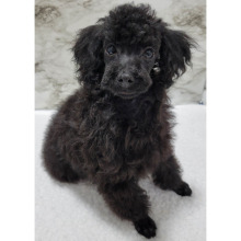 Poodle Puppy Bud