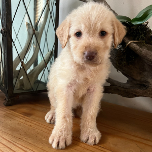 Labradoodle Puppy Taffy