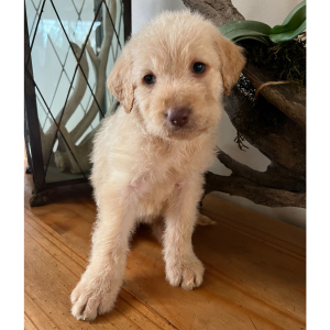Labradoodle Puppy Taffy