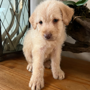 Labradoodle Puppy Taffy