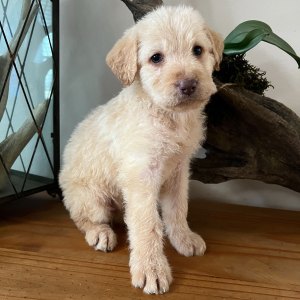 Labradoodle Puppy Taffy