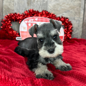 Miniature Schnauzer Puppy Perry
