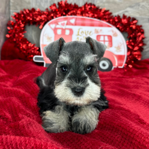 Miniature Schnauzer Puppy Perry