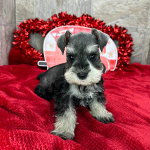 Miniature Schnauzer Puppy Perry