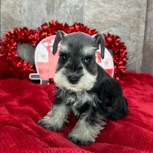 Miniature Schnauzer Puppy Perry