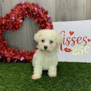 Havanese Puppy Jeni