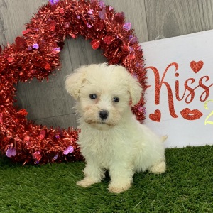 Havanese Puppy Jeni
