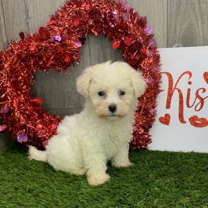 Havanese Puppy Jeni