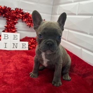 French Bulldog Puppy Lillian