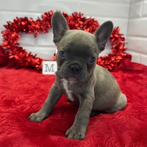 French Bulldog Puppy Lillian
