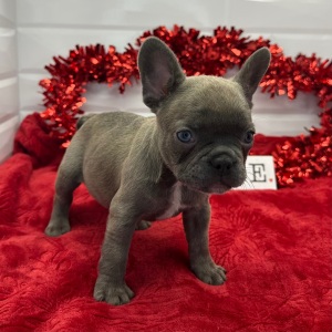 French Bulldog Puppy Lillian