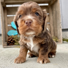 Cockapoo Puppy Sam