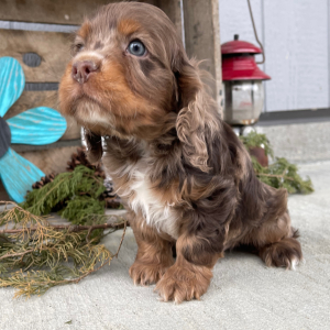 Cockapoo Puppy Sam