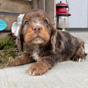 Cockapoo Puppy Sam