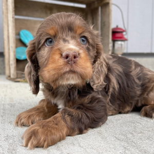 Cockapoo Puppy Sam