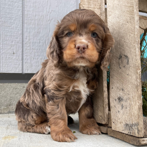 Cockapoo Puppy Sam