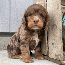 Cockapoo Puppy Sam